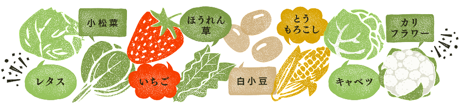 星ノ環の野菜：レタス／小松菜／いちご／ほうれん草／白小豆／とうもろこし／キャベツ、紹介ページへ／カリフラワー